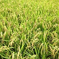 rice_6