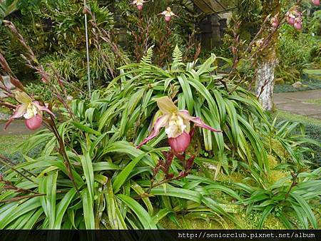 2014 AUG BALI 植物園  (64).jpg