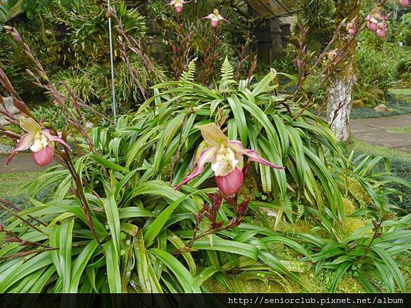 2014 AUG BALI 植物園  (64).jpg