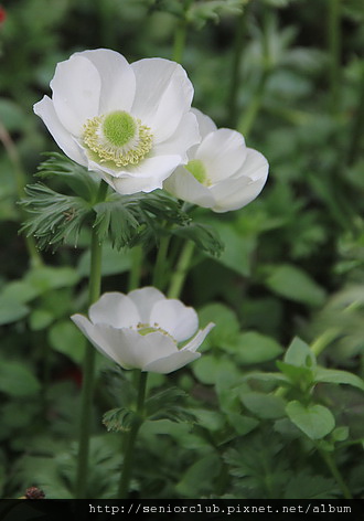 梅峰_罌粟花 (4)_調整大小.JPG