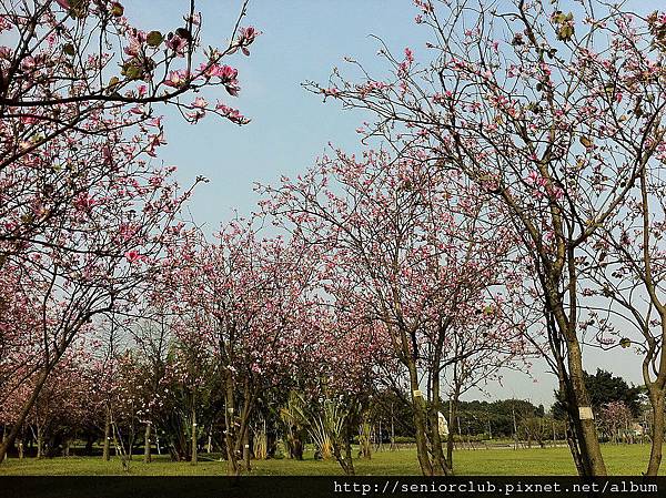 台北大學賞樹_april 5&6 (13)_調整大小.jpg