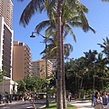 椰子樹啊...就是有夏威夷的fu