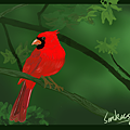 20110807-angry bird-s.png