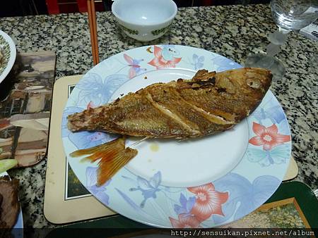 今年又斷尾的魚(爆) 今年又斷尾的魚(爆)