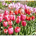 tulips.jpg