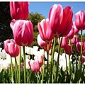 Red Tulips