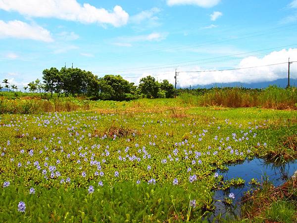 花蓮山水- (1).JPG