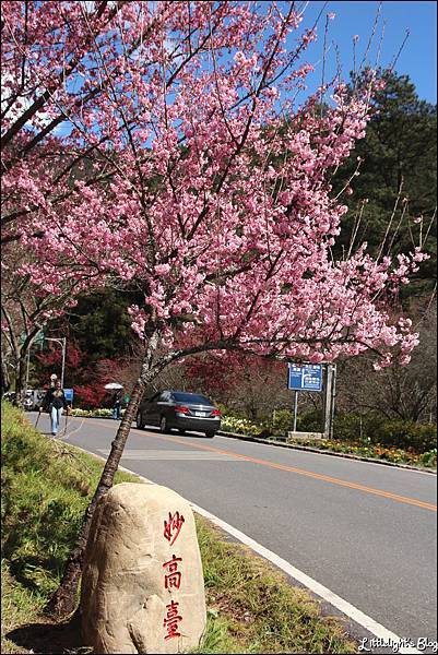 2012 武陵農場 櫻花戀- (34).JPG