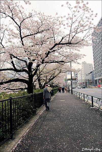 2013 東京賞櫻- (20)