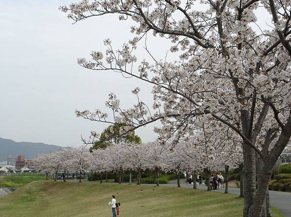 桜が咲いている～