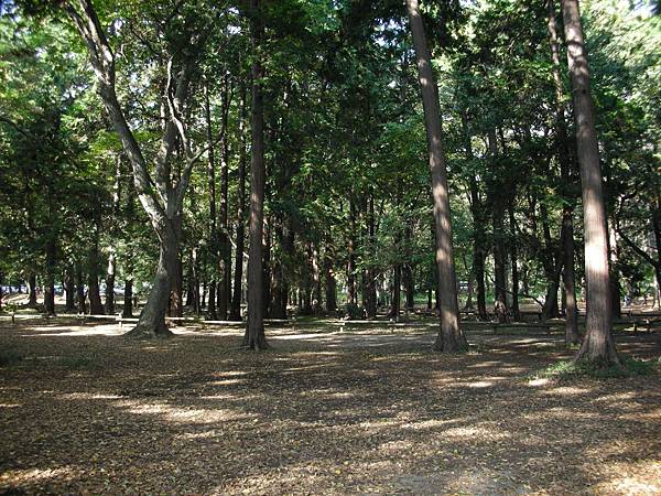 井之頭公園森林小徑