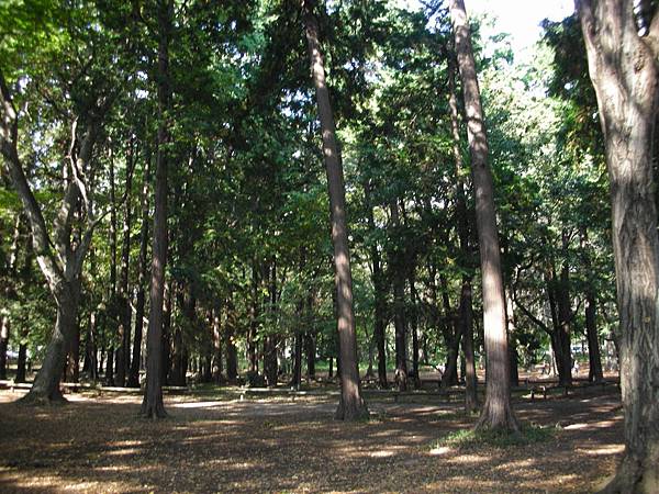 井之頭公園森林小徑