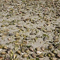 新原海灘上都是這種貝殼