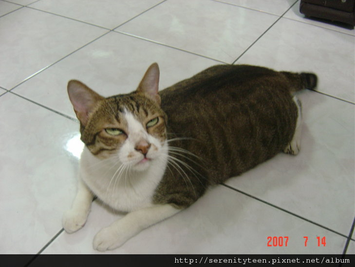 cat.JPG cat.JPG