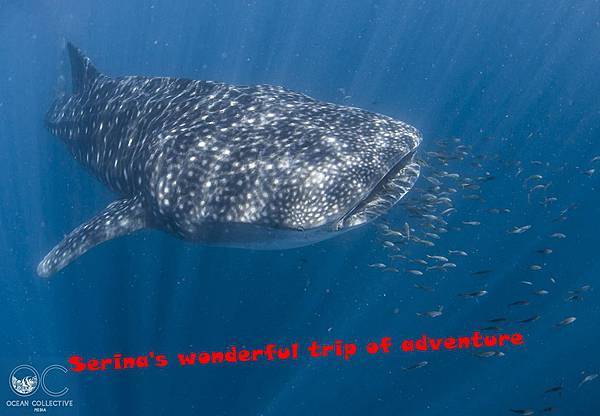 264. Swing with Whale shark @Coral Bay Ningaloo Diving Centre.jpg