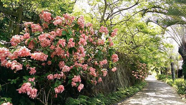 20140710_粉紅樹05.jpg