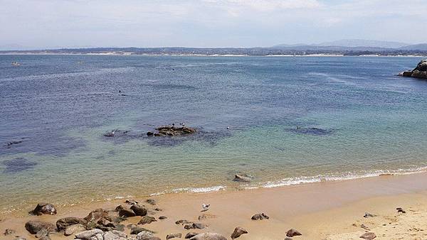 20140803_加州17mile drive part 1 08.jpg