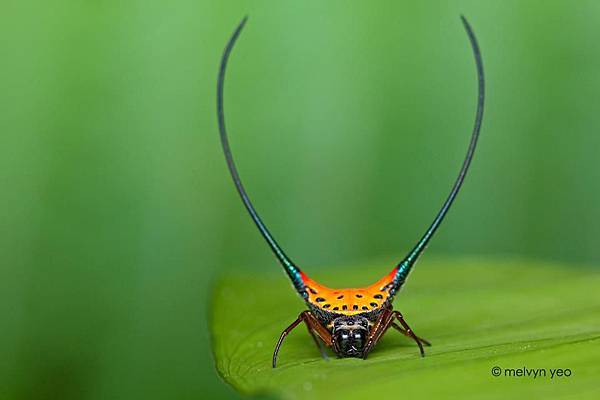 長角棘蛛（Gasteracantha arcuata）