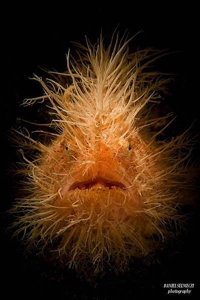 躄魚（frogfish）