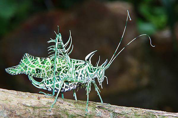 地衣螽斯(Markia Hystrix)