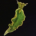 綠葉海蝸牛(Elysia chlorotica)
