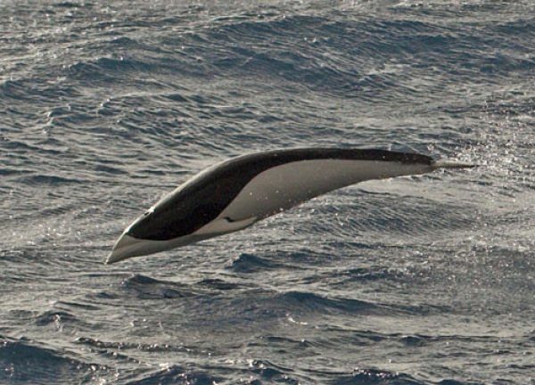 南鯨豚(Southern right whale dolphin)