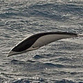 南鯨豚(Southern right whale dolphin)