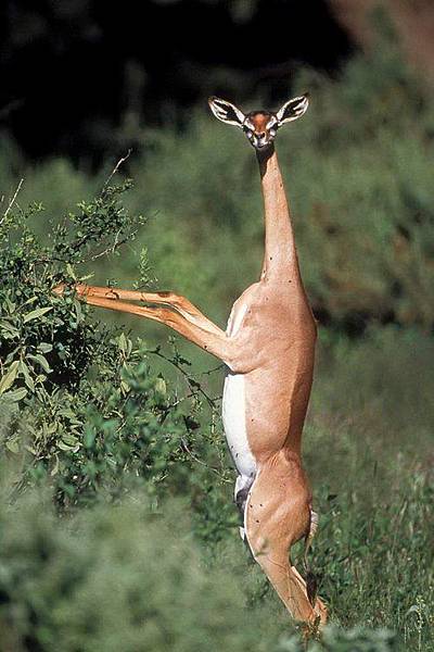 長頸羚(Gerenuk)