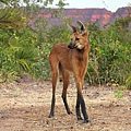 鬃狼(Maned wolf)