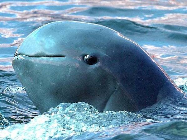 短吻海豚(Irrawaddy Dolphin)