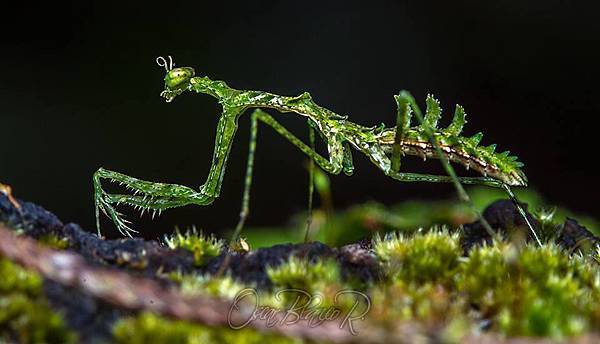 Pogonogaster tristani