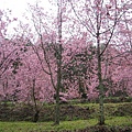 武陵櫻花