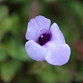 IMG_5265.JPG