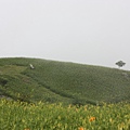 IMG_5295.JPG