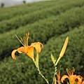 IMG_5334.JPG