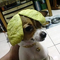 DSC03044.JPG