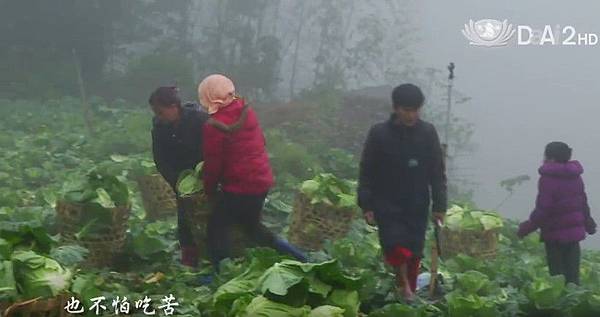 愛心菜-1.jpg 愛心菜-1.jpg