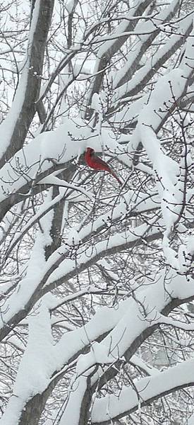 雪中紅雀