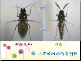 小黑蚊雌雄的差別性