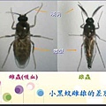 小黑蚊雌雄的差別性