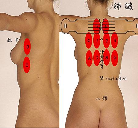 body_lung-2.jpg