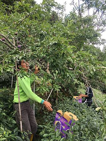 109.06.01-樟樹湖阿源茶園 (3).jpg