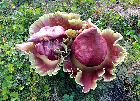 魔芋開花 (1).JPG