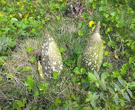 花苞-109.05.25 (1).JPG