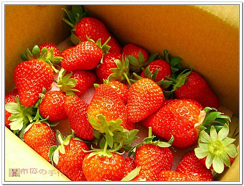 2009 內湖採草莓-1