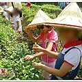 2009 文山農場採茶趣-9