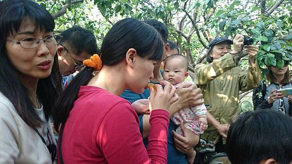 麻豆文旦推薦 IMG_5803