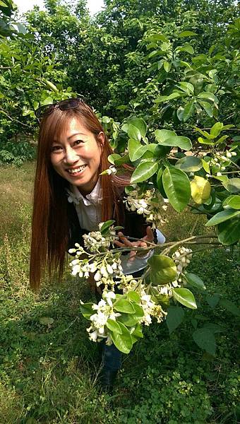 麻豆文旦 IMG_5840