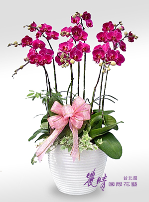 蘭花-002.jpg 蘭花-002.jpg