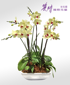 蘭花-004.jpg 蘭花-004.jpg